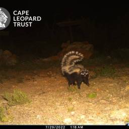 Striped polecat